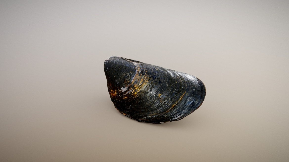black mussel surface macro 3d model