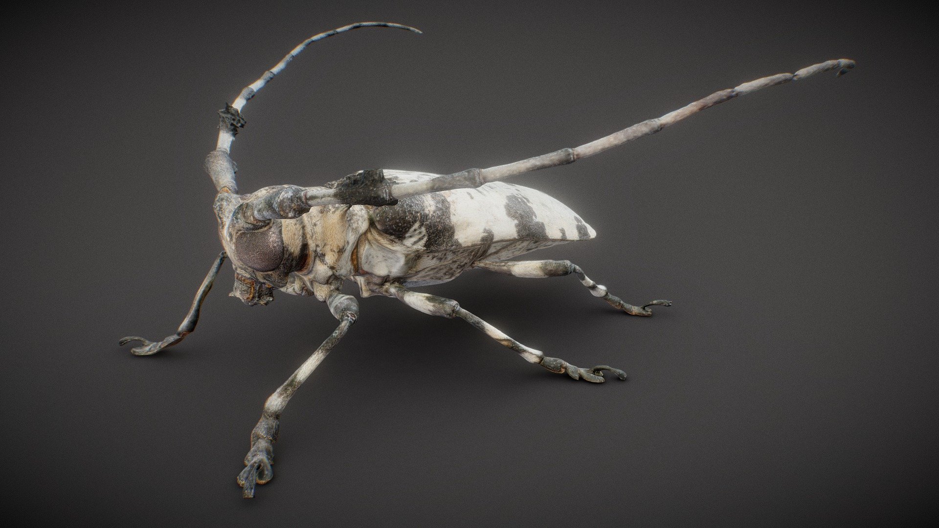Boktor