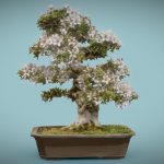 Bonsai 1
