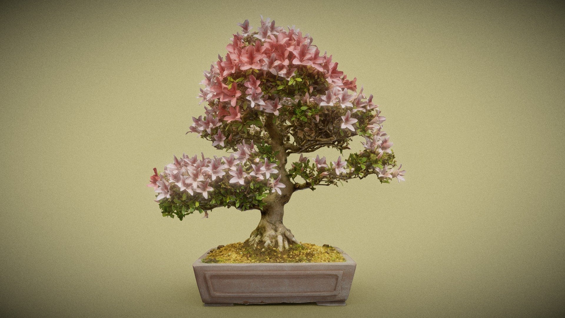 Bonsai 10