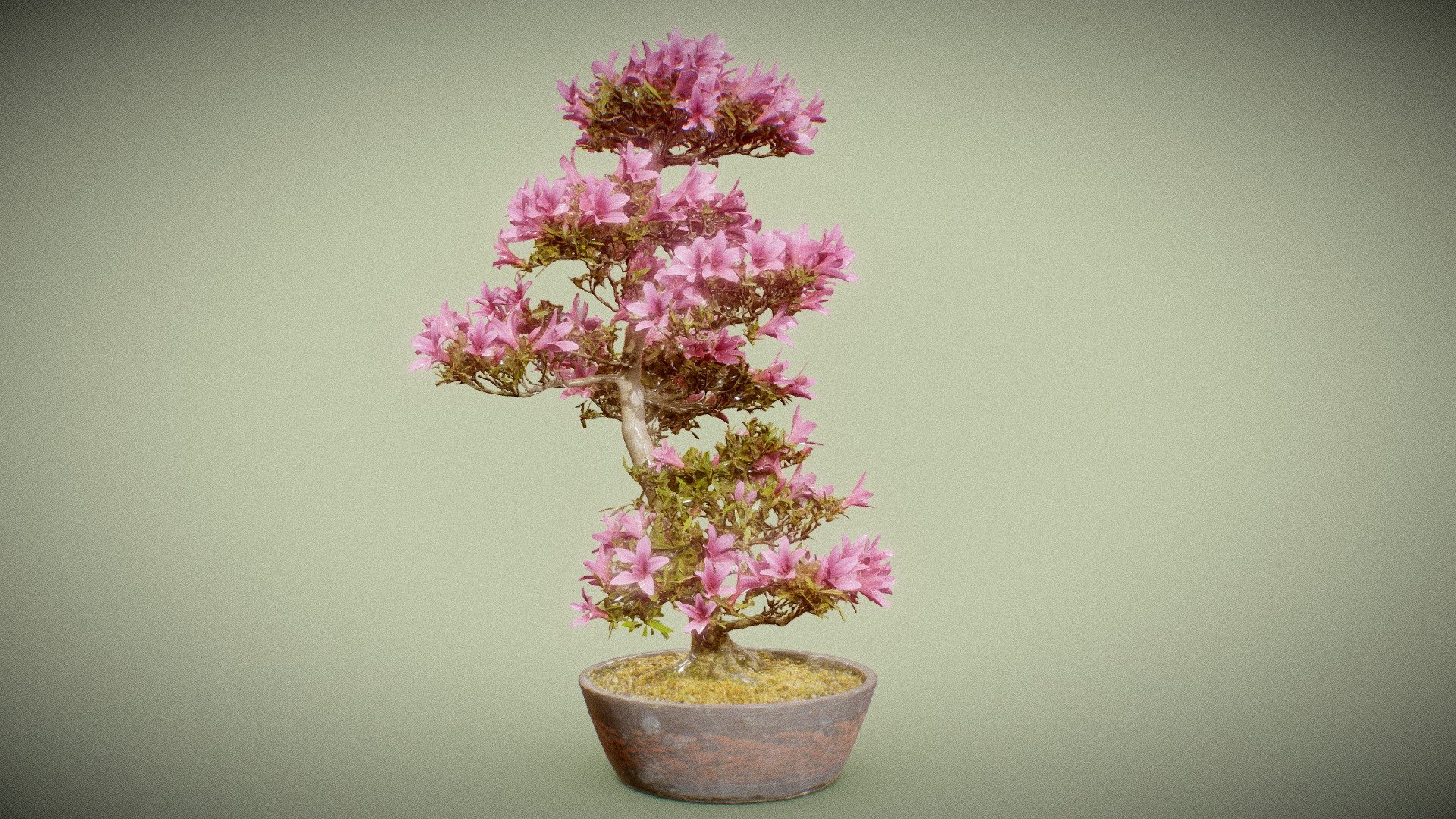 Bonsai 11
