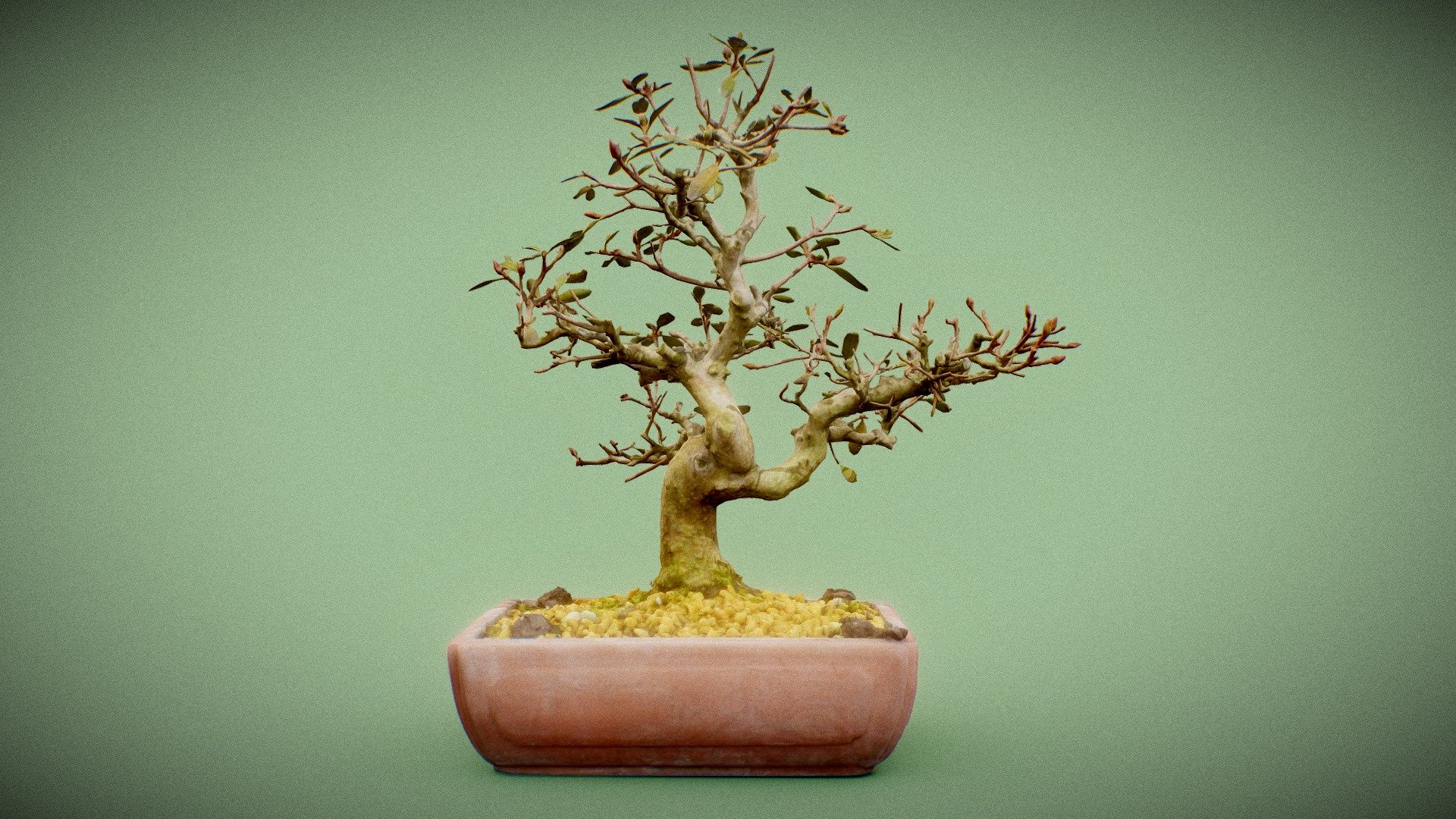 Bonsai 16