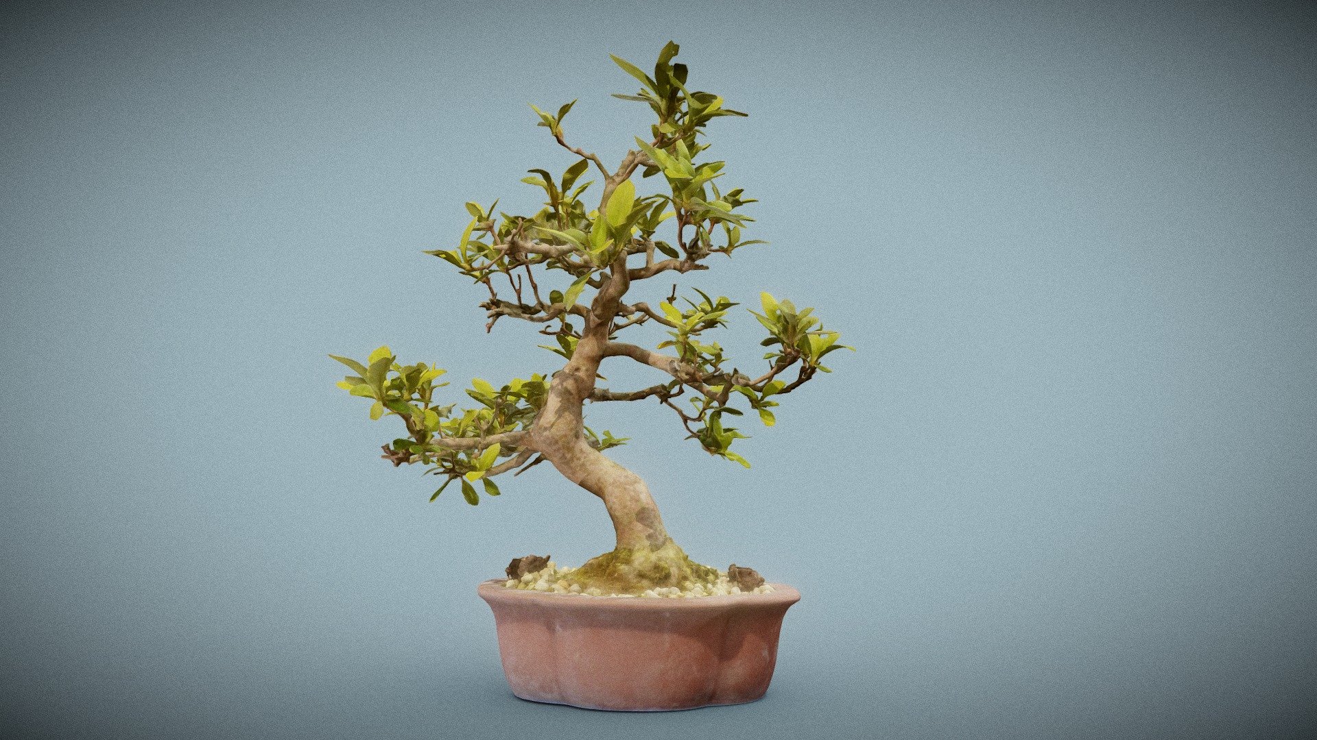 Bonsai 17