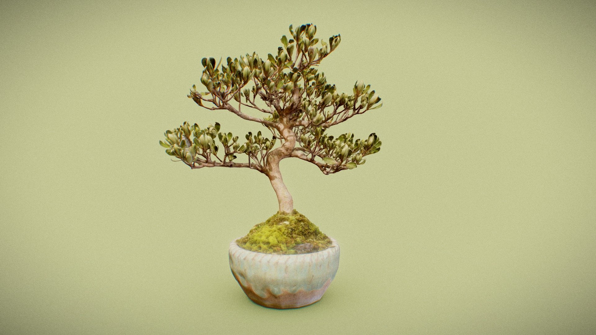 Bonsai 18