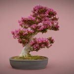 Bonsai 2