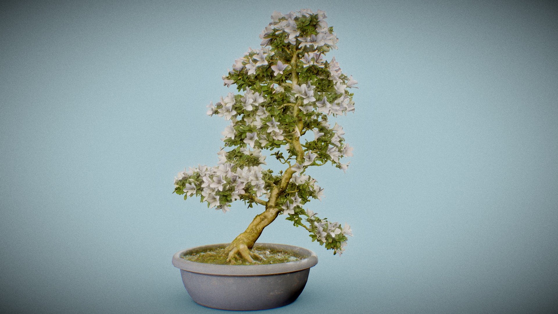 Bonsai 3
