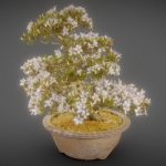 Bonsai 4