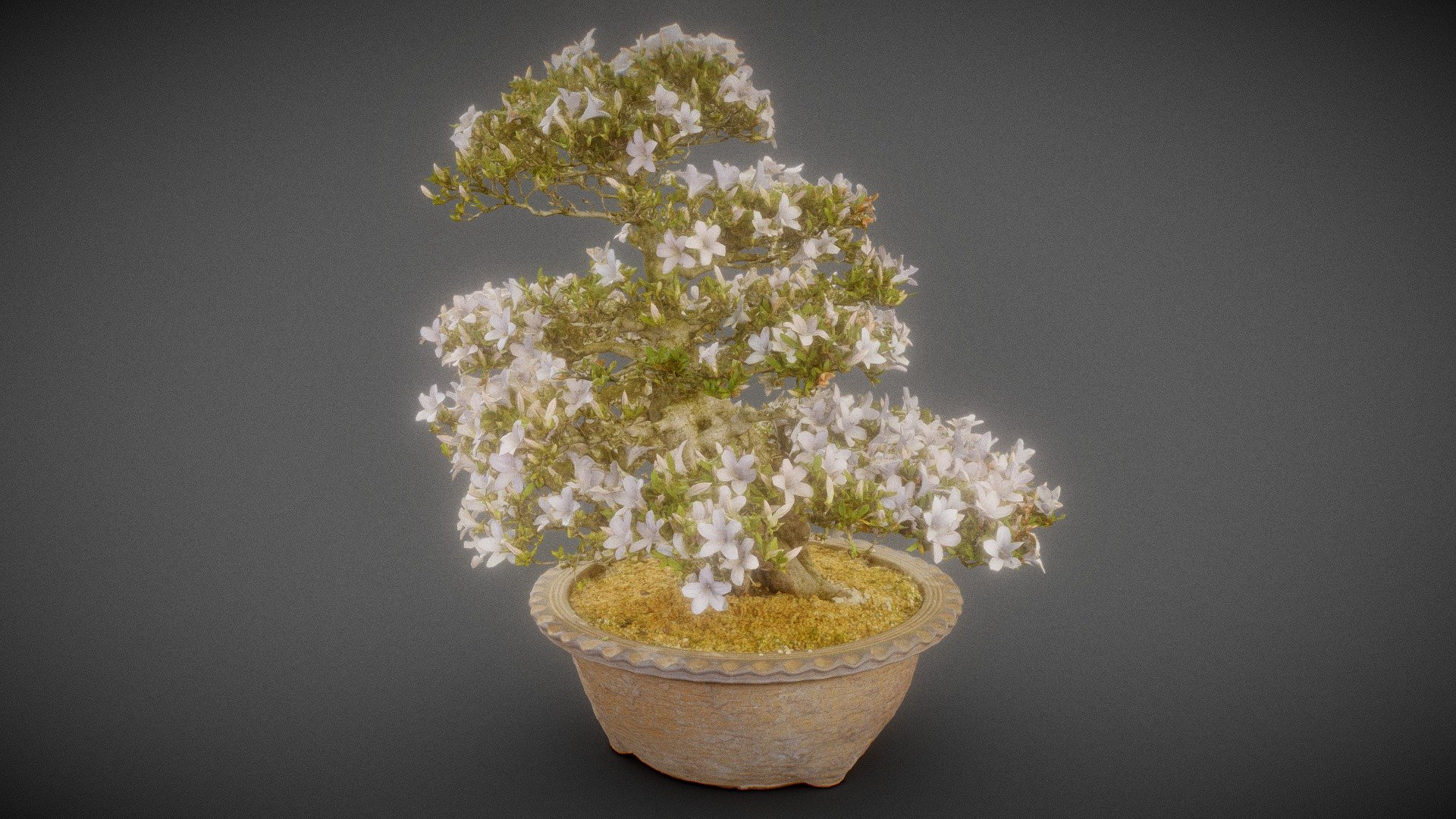 Bonsai 4