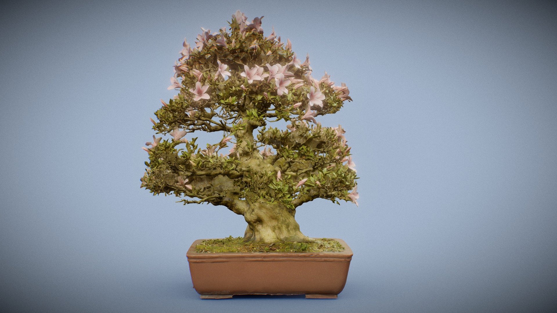 Bonsai 8