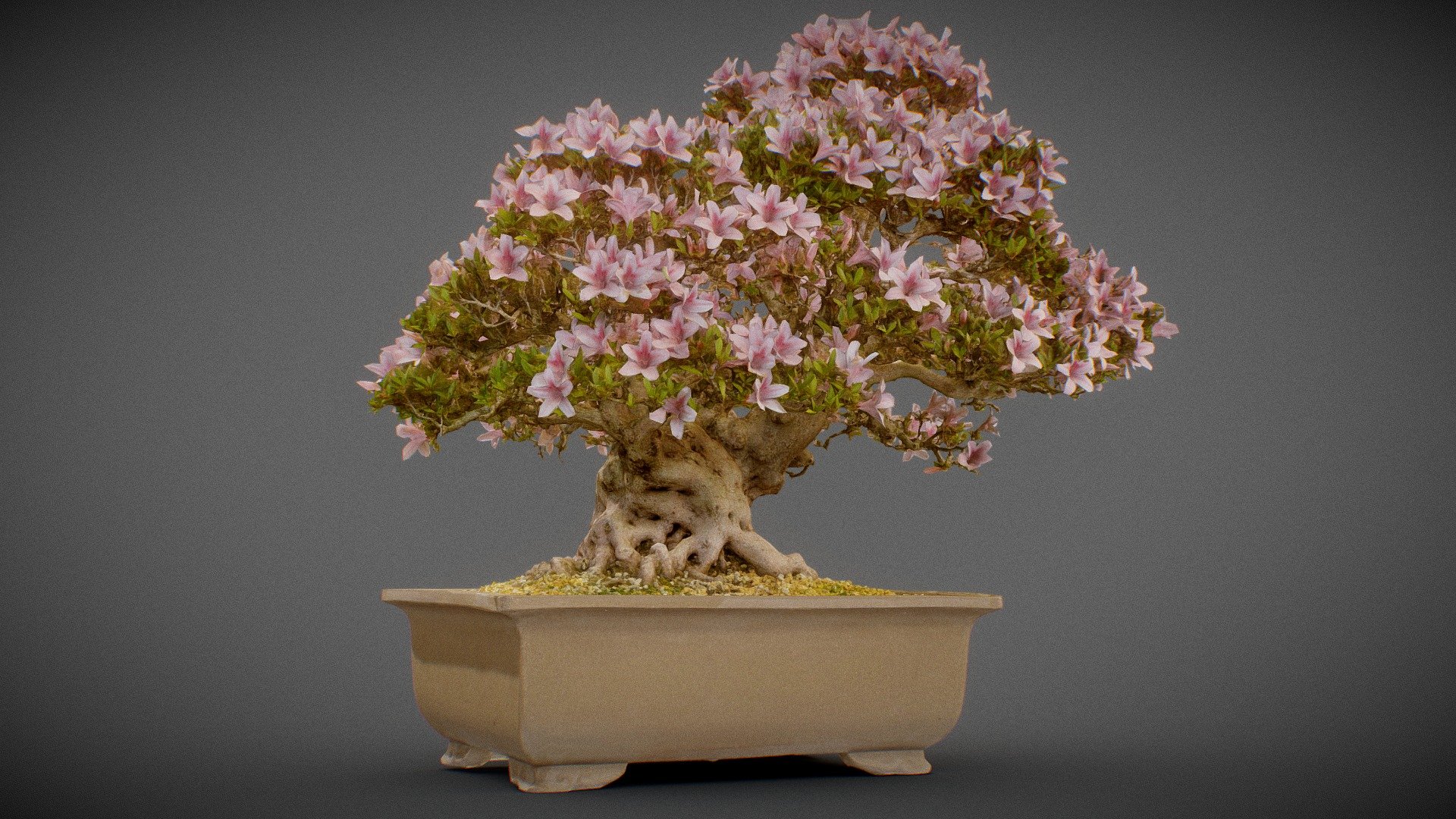 Bonsai Tree 15