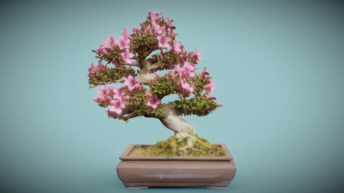 bonsai tree 5 3d model