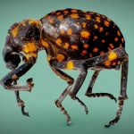 Brachycerus Ornatus