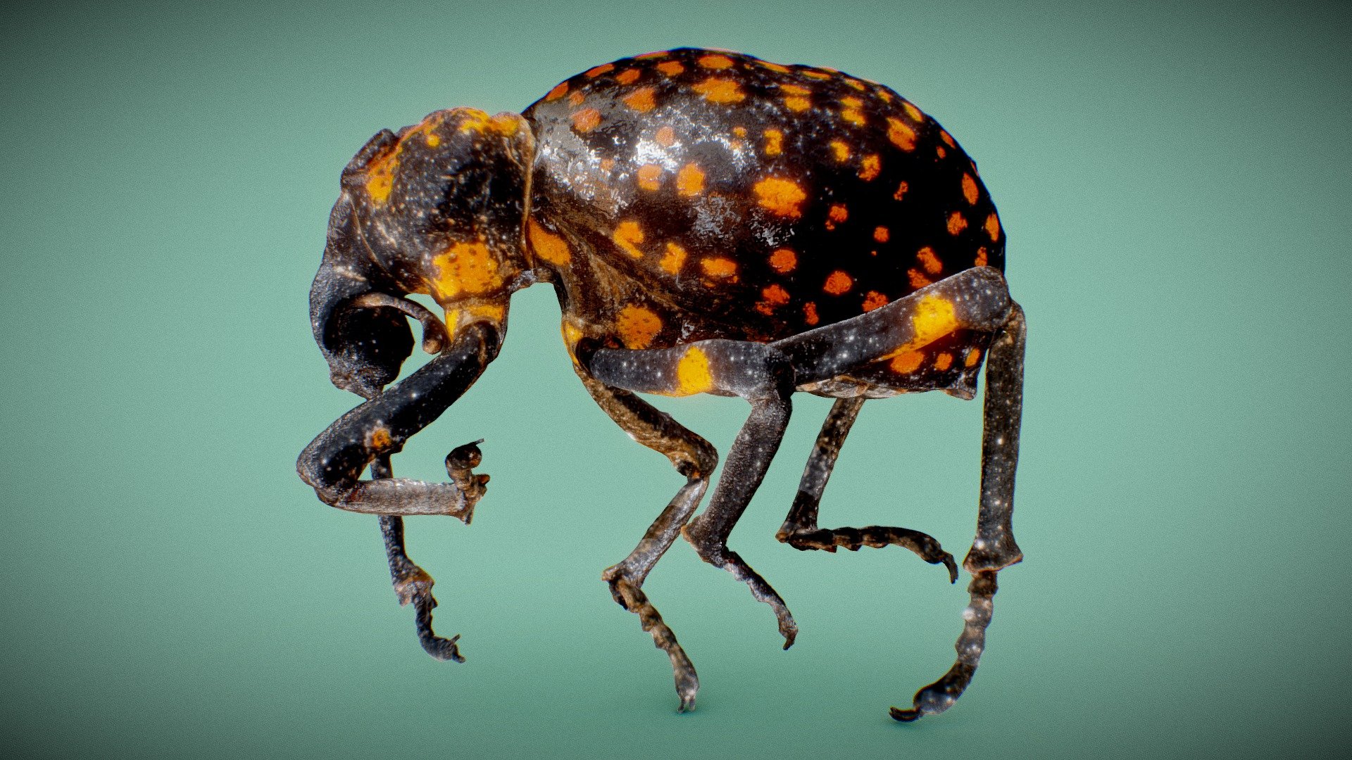 Brachycerus Ornatus