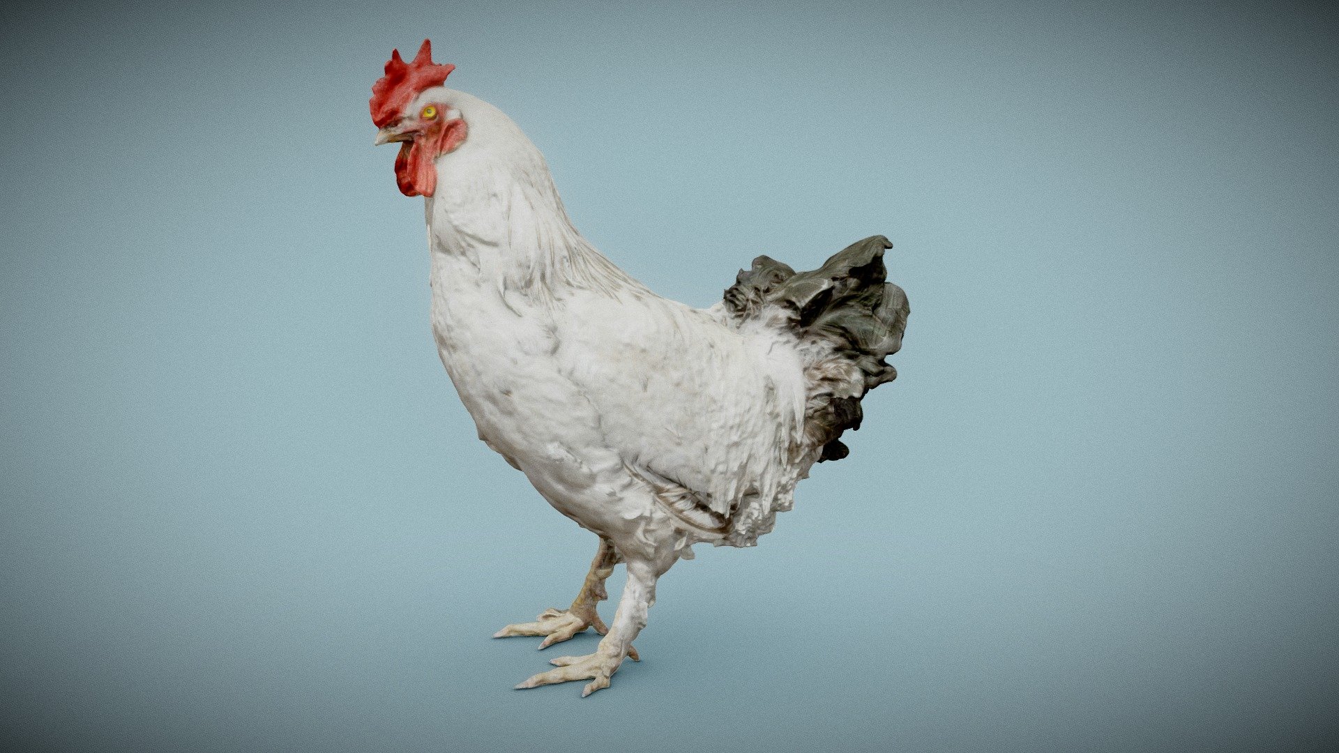 Brahma Haan