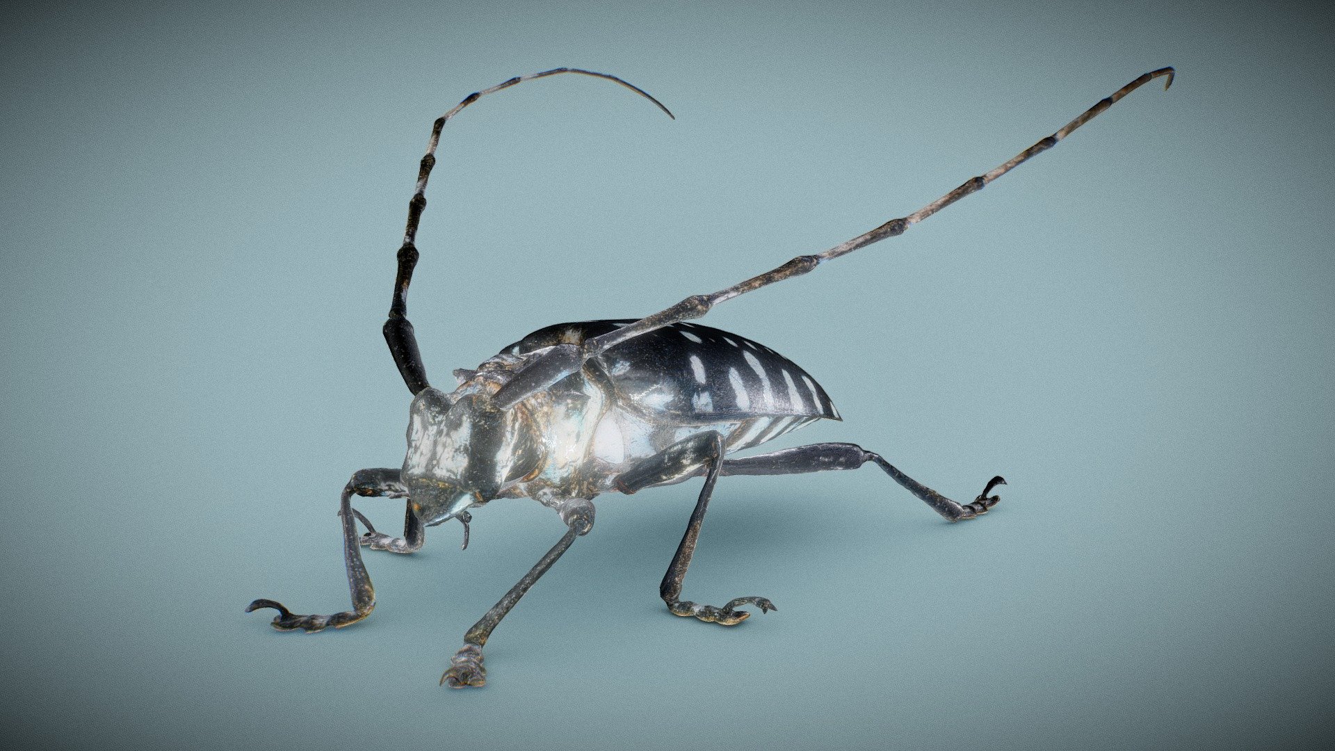 Calloplophora Sollii Beatle