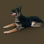 German Shepherd Dog