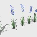 Blue Bells
