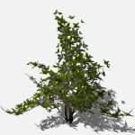 Bush