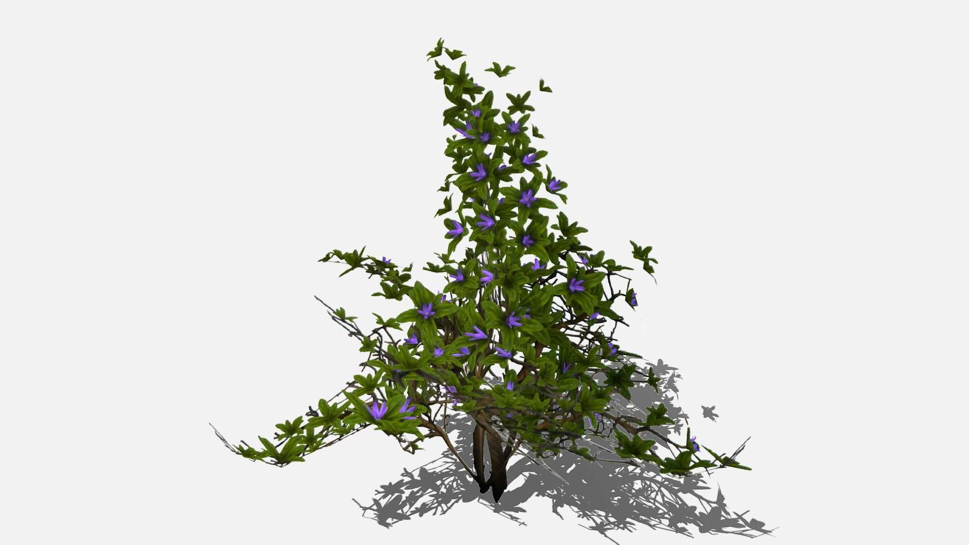 Bush
