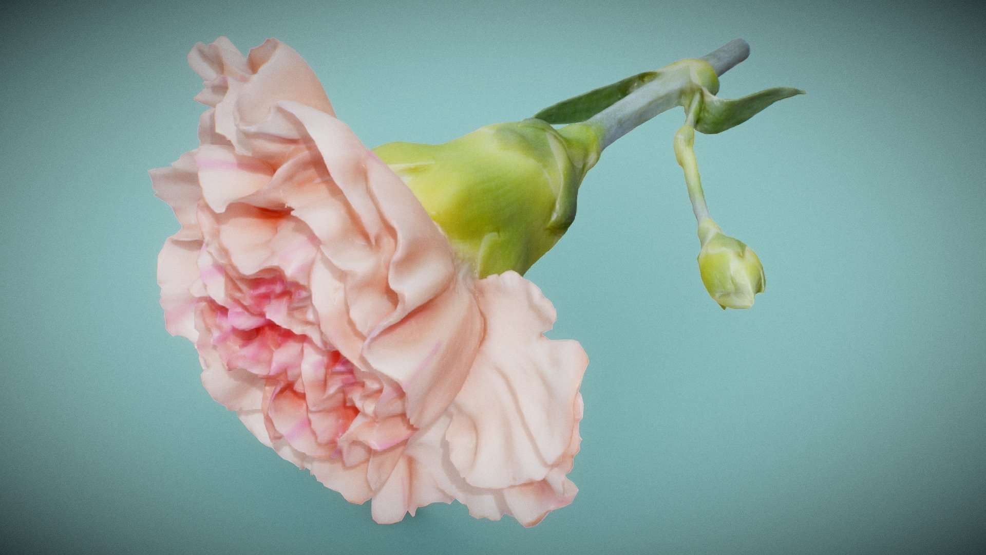 Carnation Clove Pink Dianthus Caryophyllus 2