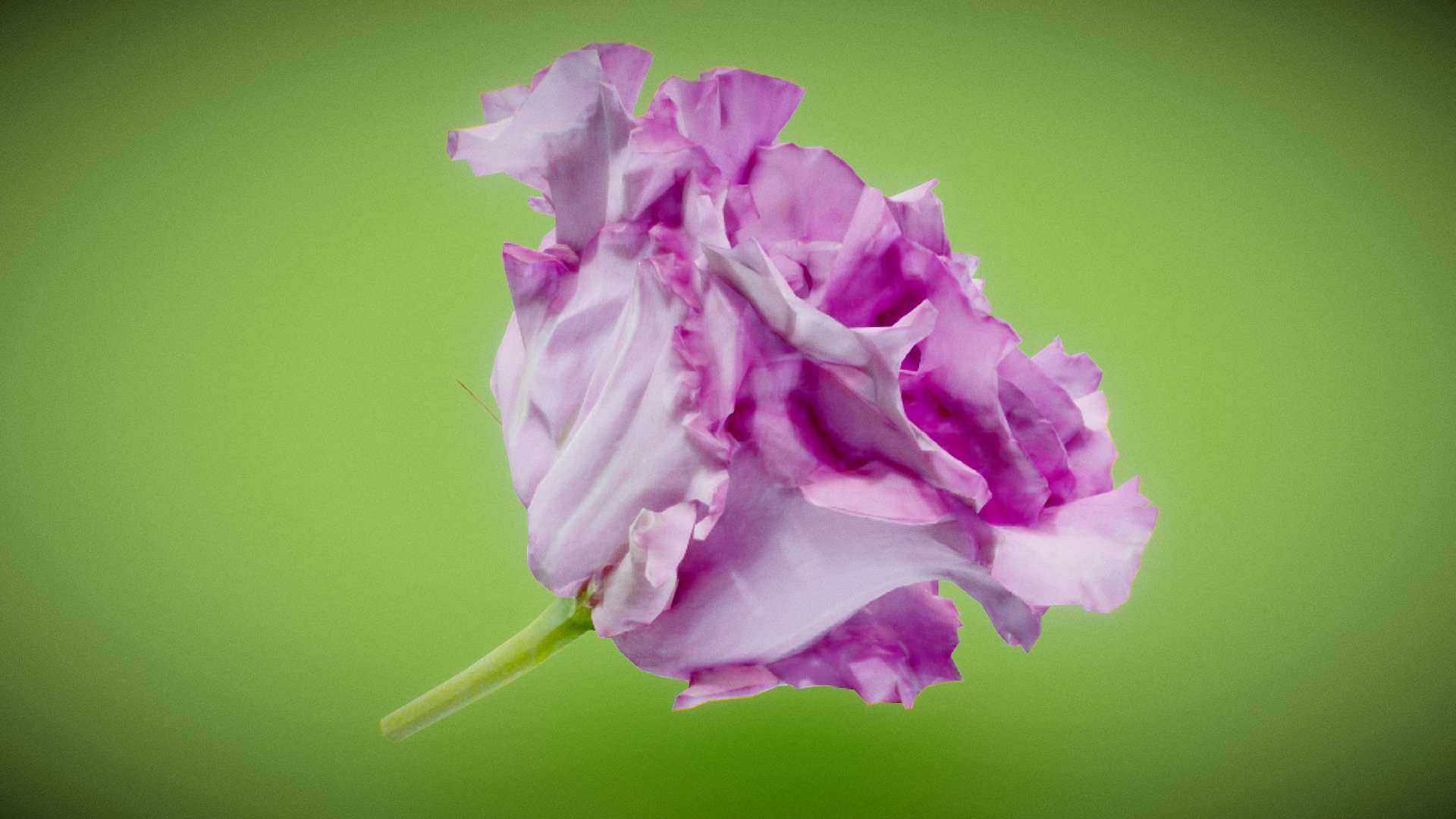 Carnation Clove Pink Dianthus Caryophyllus