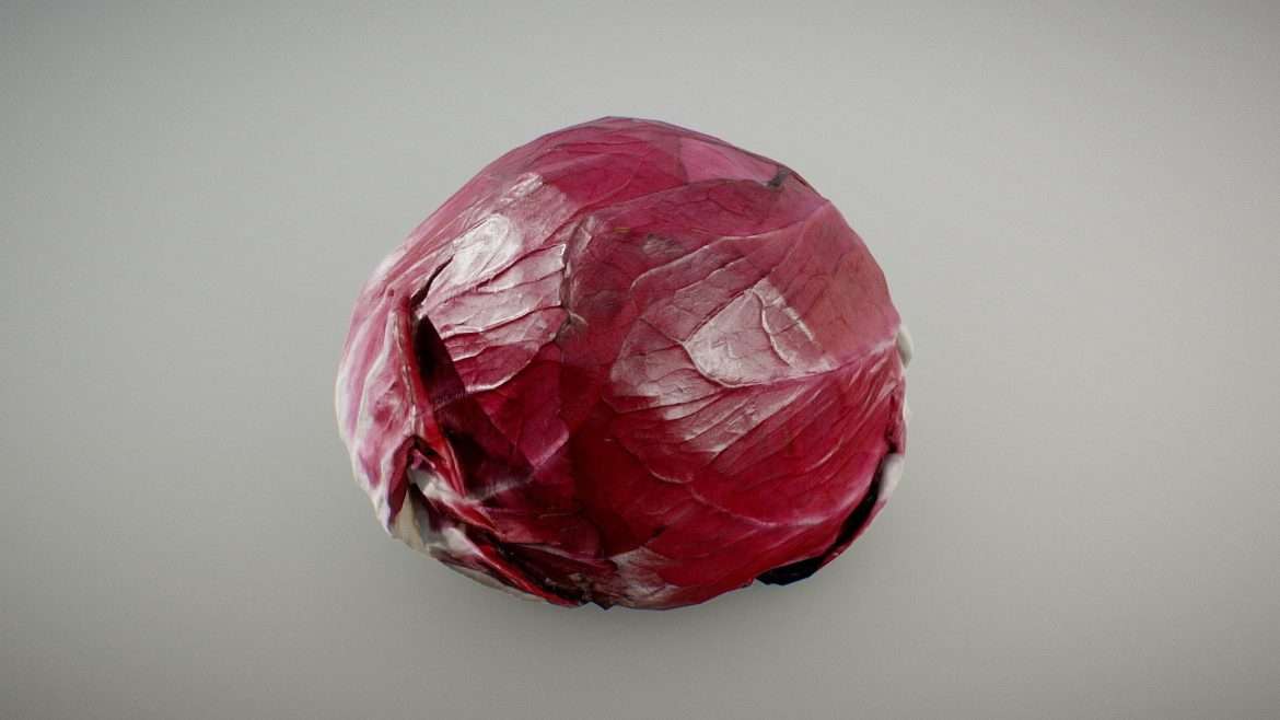 chicory red radicchio 3d model