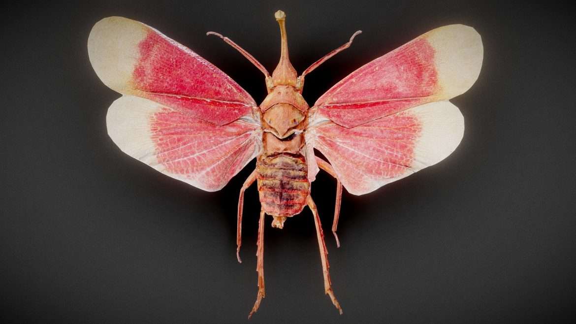 cicada 1 3d model