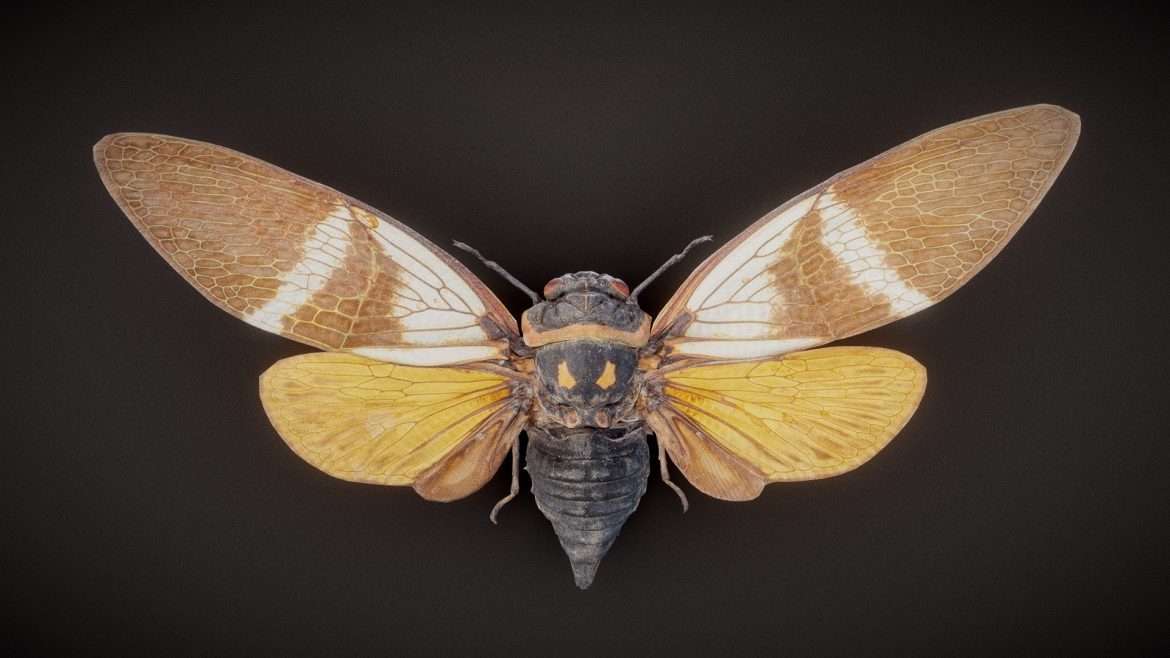 cicada 11 3d model