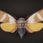 Cicada 11