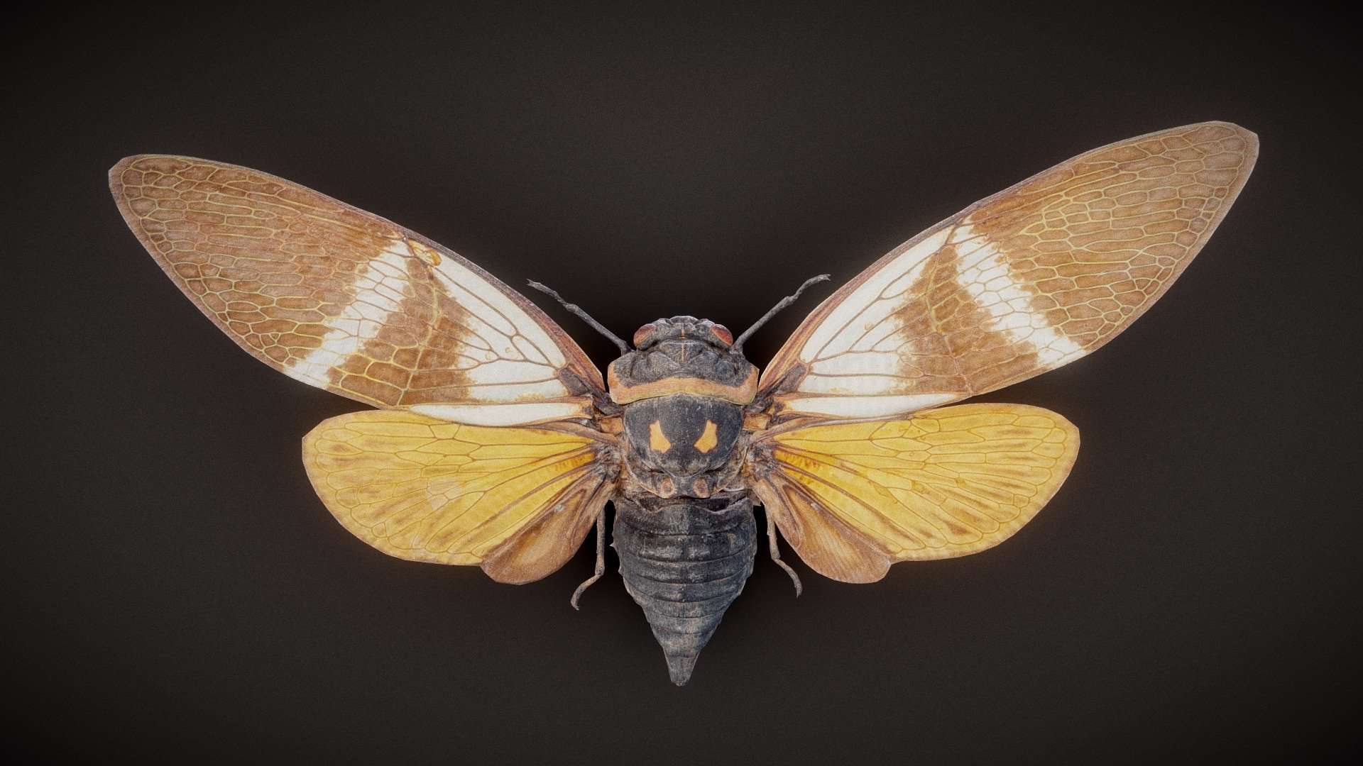 Cicada 11