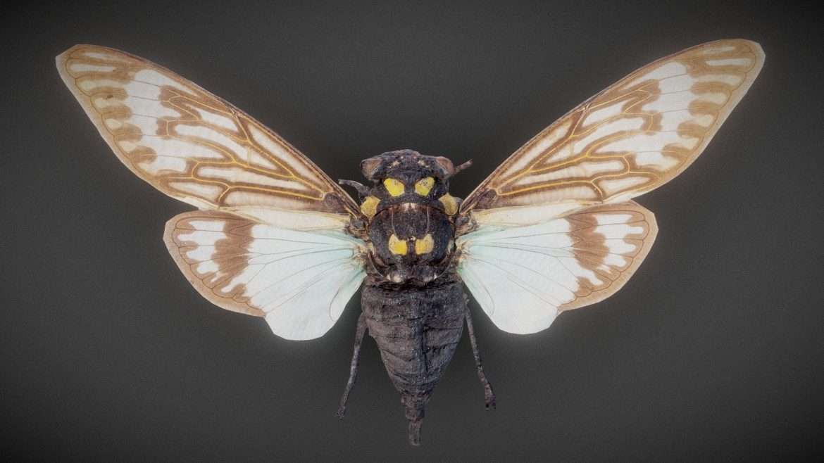 cicada 12 3d model