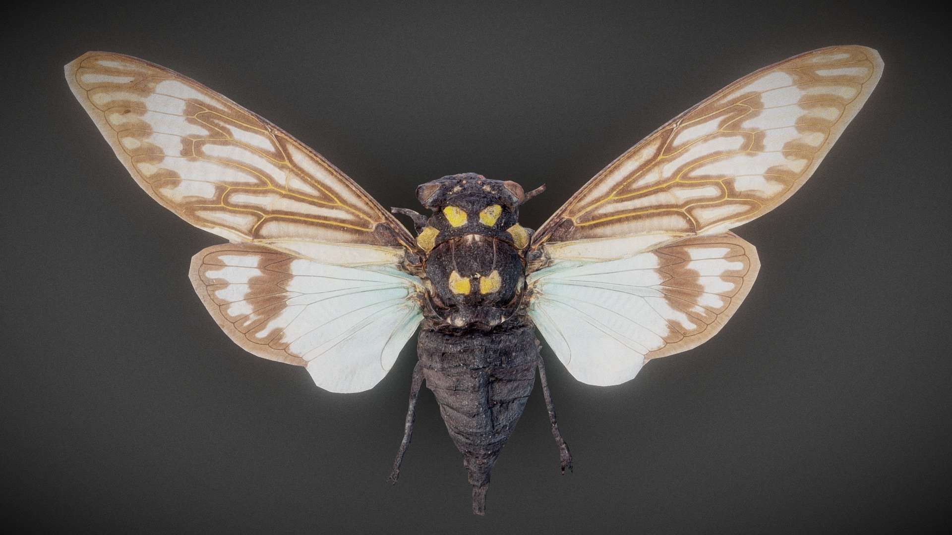 Cicada 12