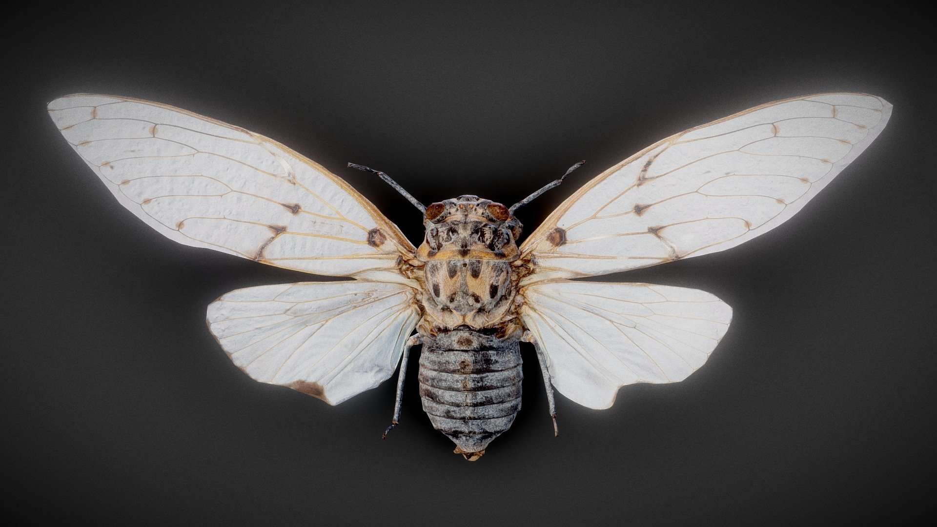 Cicada 13