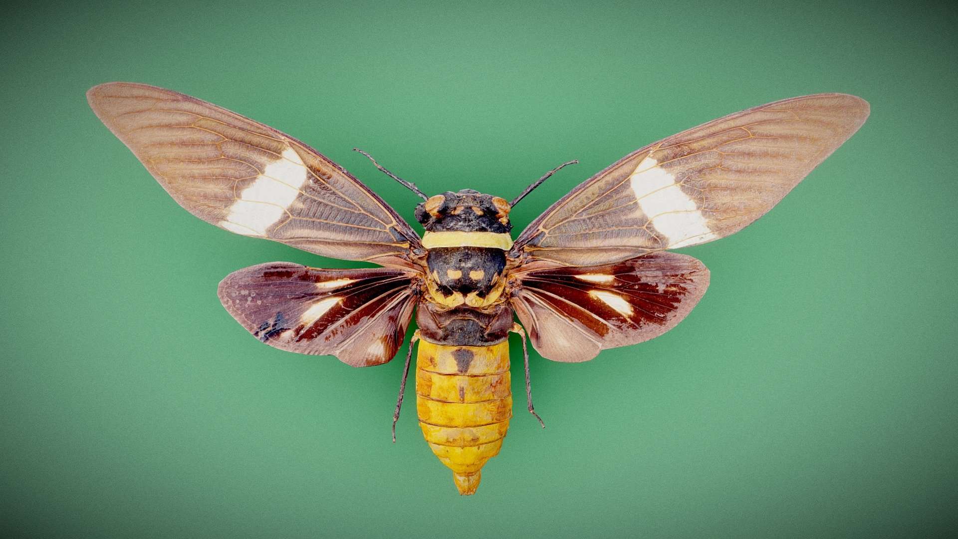 Cicada 14
