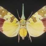 Cicada 2