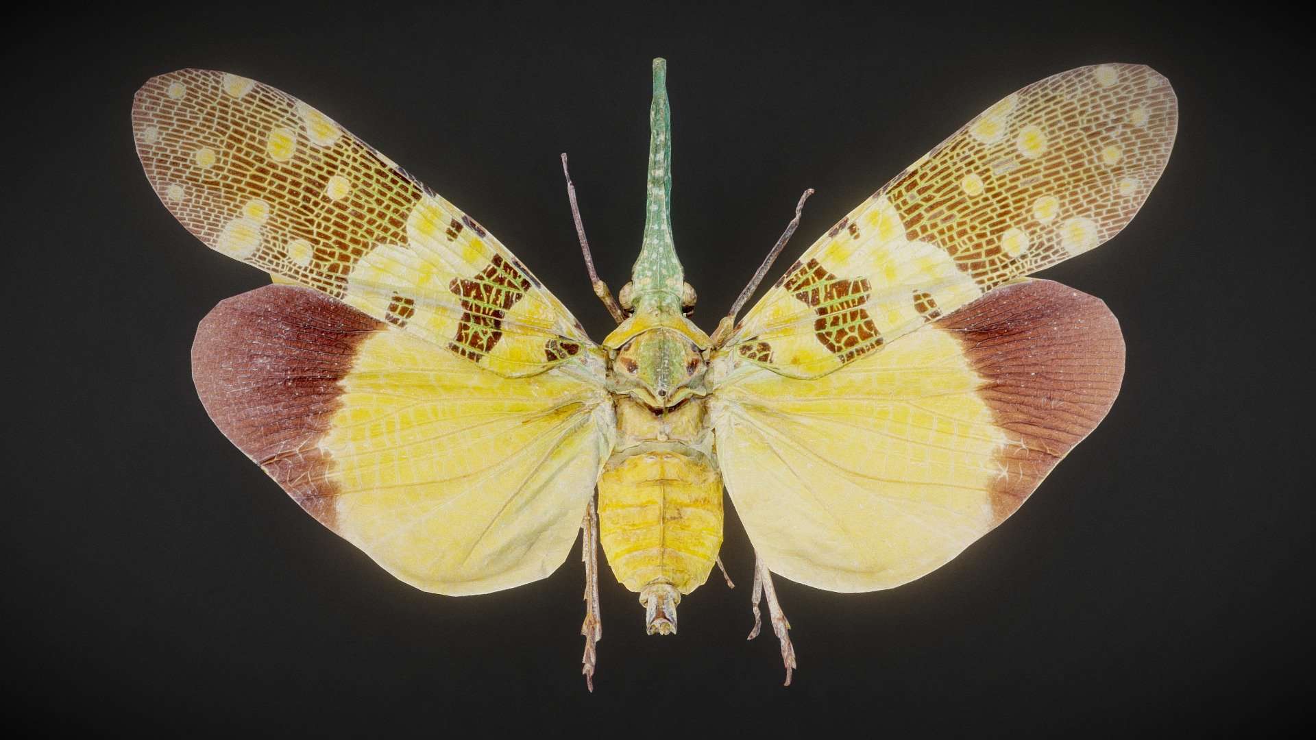 Cicada 2