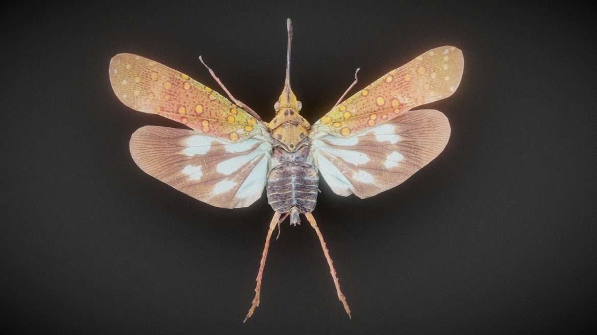 cicada 3 3d model