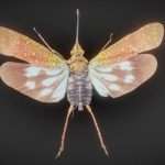 Cicada 3