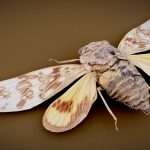Cicada 5