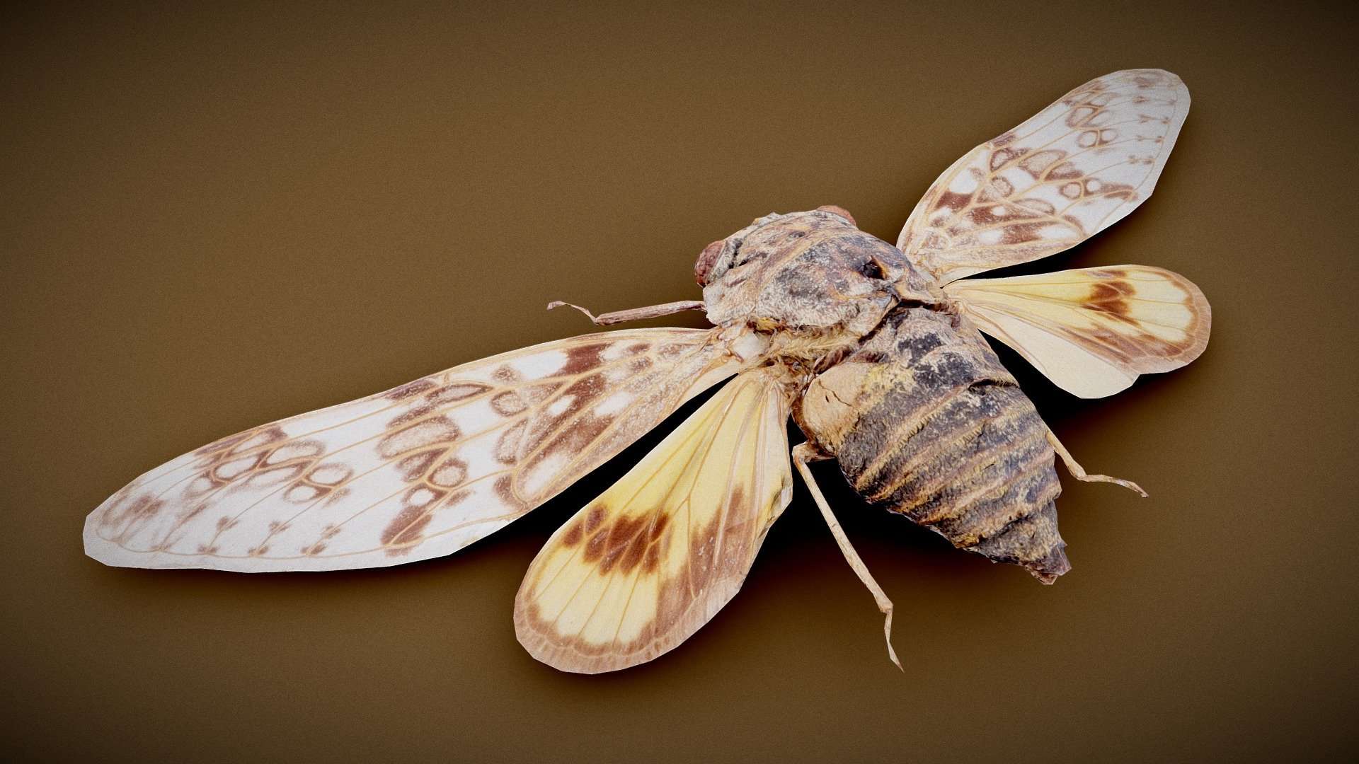 Cicada 5