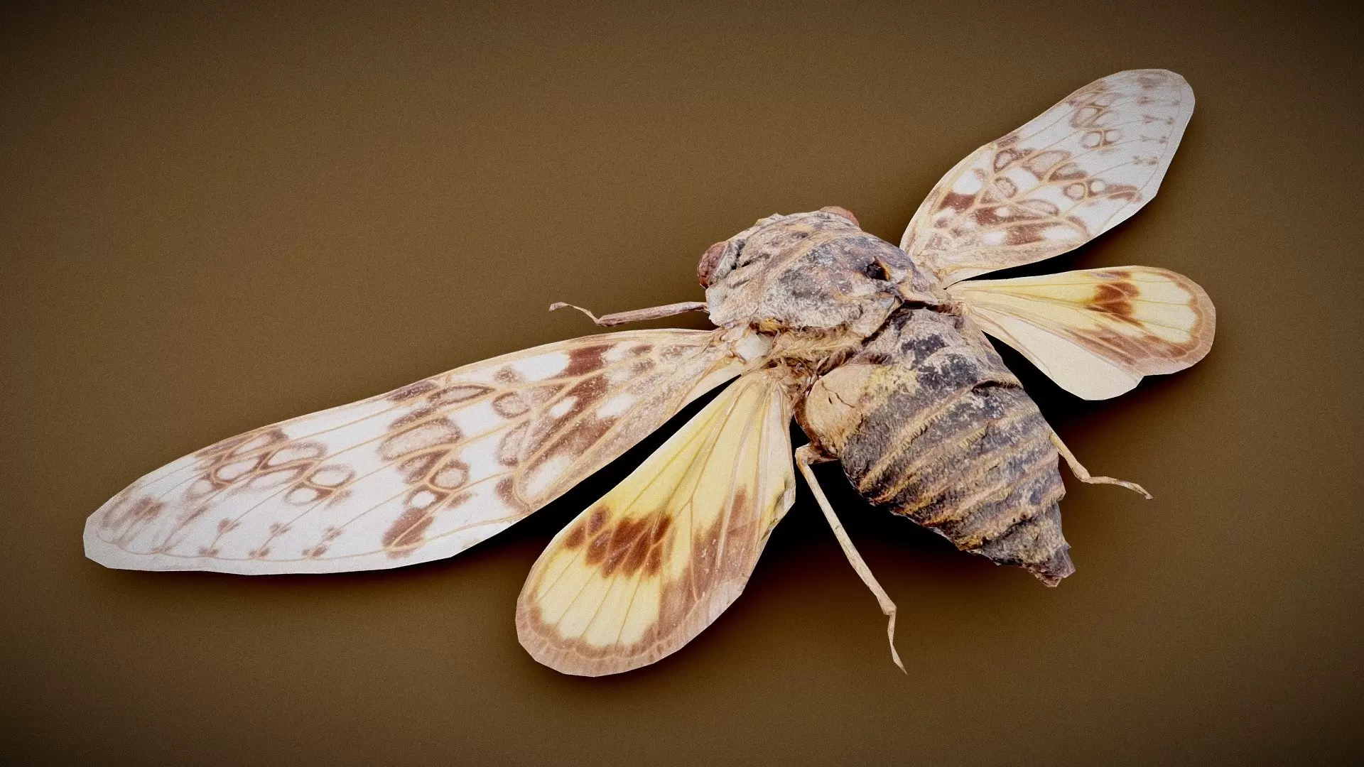 Cicada 5
