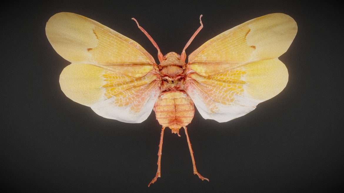 cicada 7 3d model