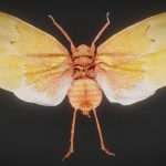 cicada 7 3d model