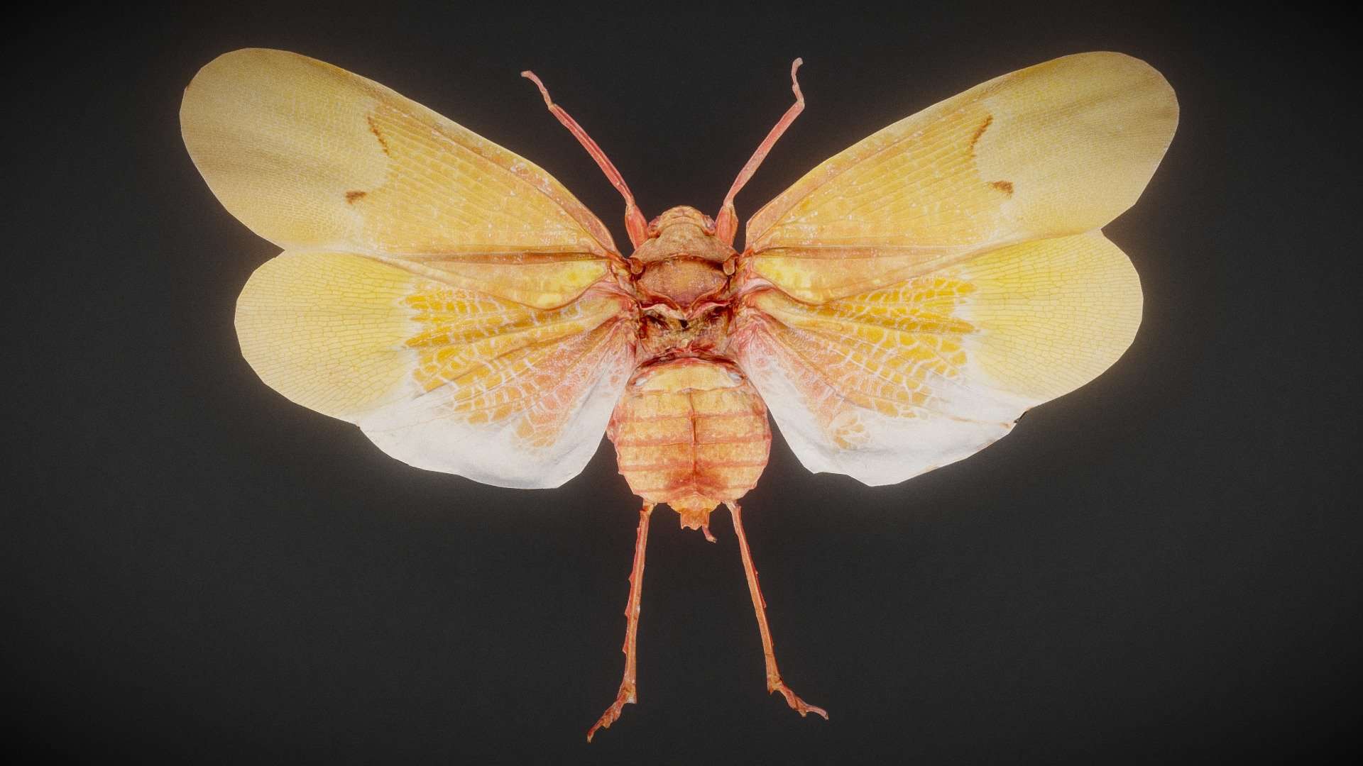 Cicada 7