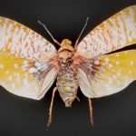 Cicada 8