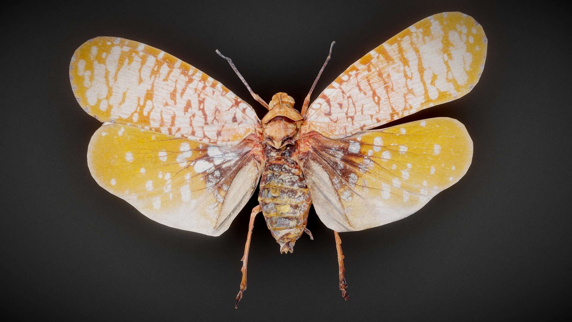 Cicada 8