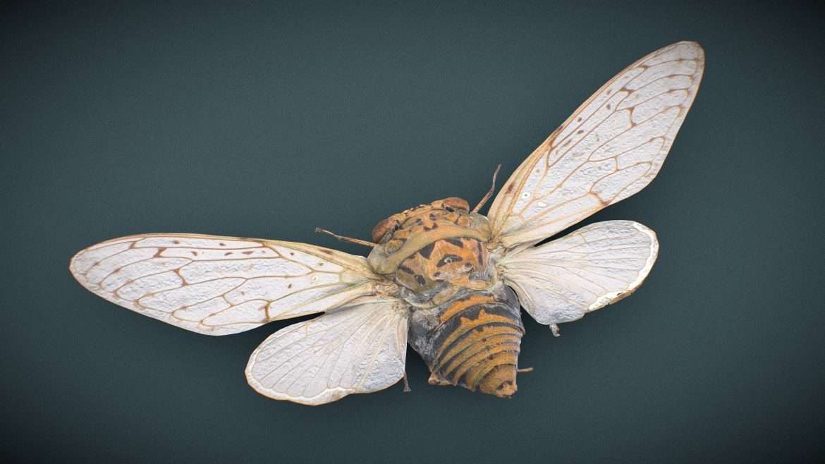 cicada 9 3d model
