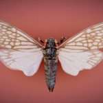 Cicada