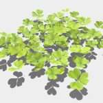 Clovers