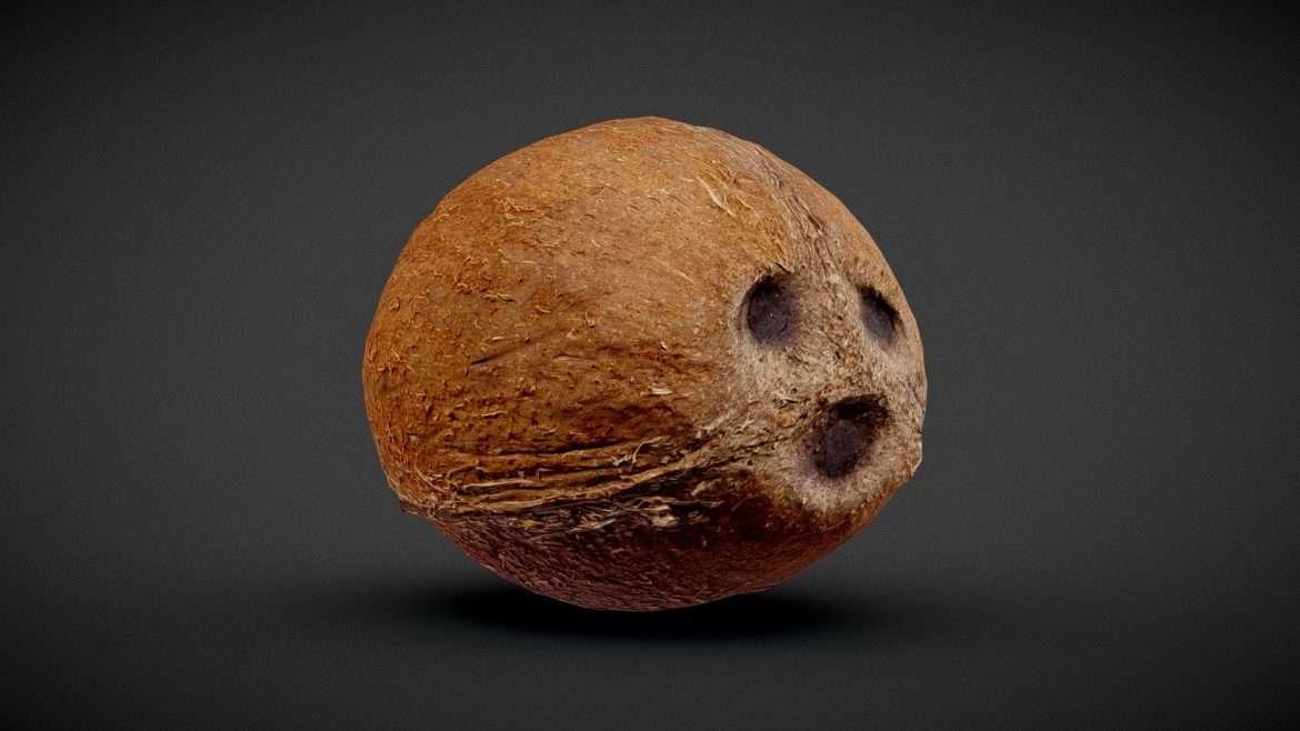 coconut 3d model